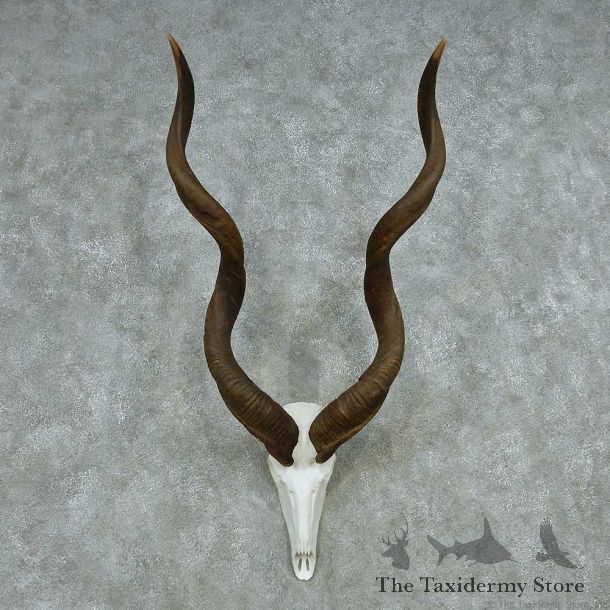 African Kudu Skull & Horn European Mount #13497 For Sale @ The Taxidermy Store
