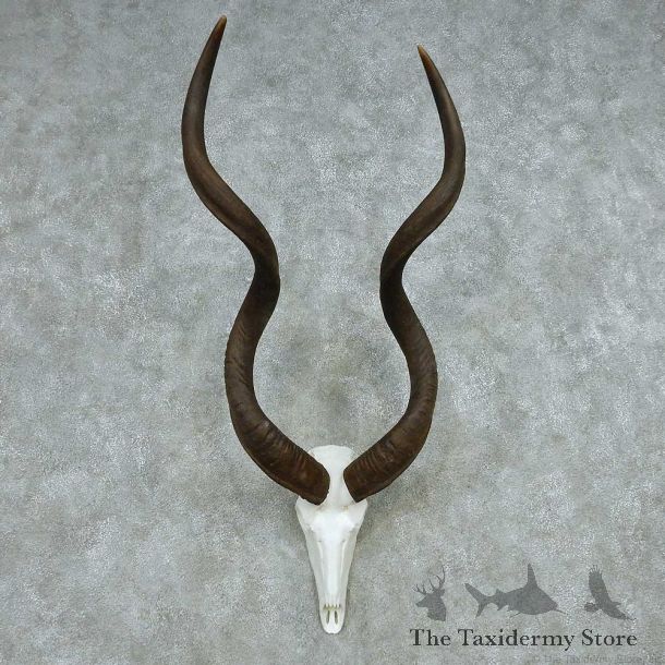 African Kudu Skull & Horn European Mount #13498 For Sale @ The Taxidermy Store
