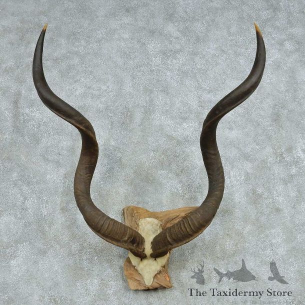 African Kudu Horns European Mount #13499 For Sale @ The Taxidermy Store