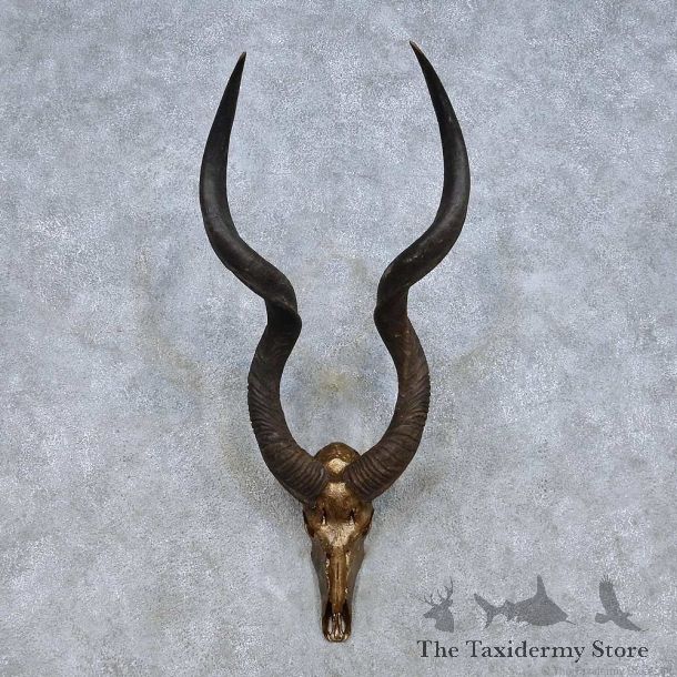 African Kudu Skull Horns Mount For Sale #13989 @ The Taxidermy Store