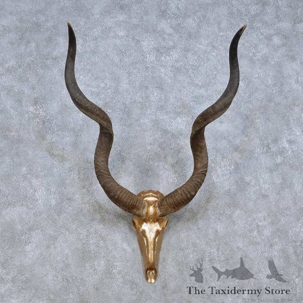 African Kudu Skull Horns Mount For Sale #13990 @ The Taxidermy Store