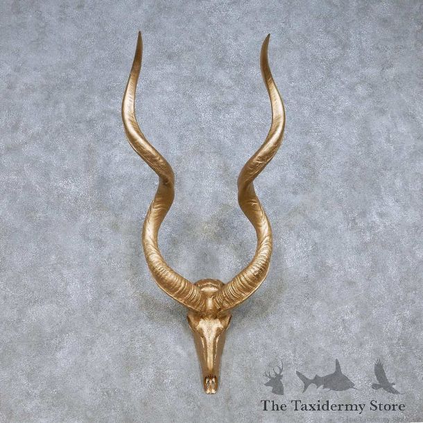 African Kudu Skull Horns Mount For Sale #13991 @ The Taxidermy Store