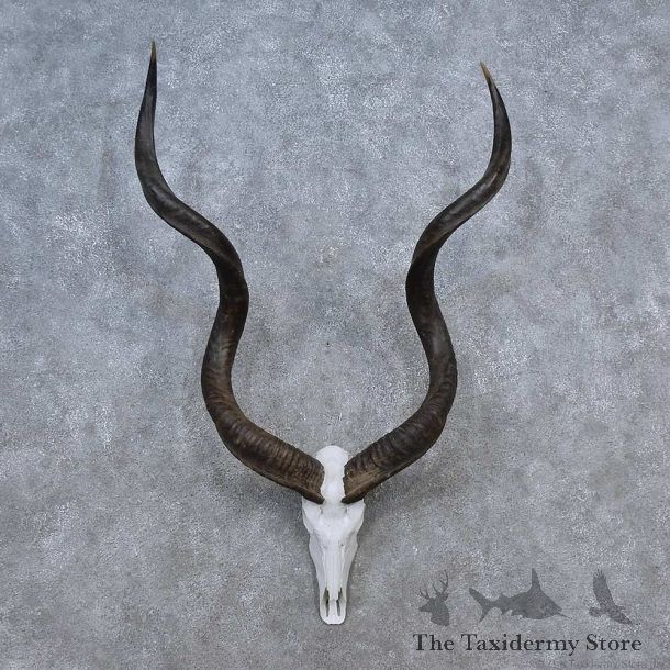 Kudu Skull Horns European Mount For Sale #15632 @ The Taxidermy Store