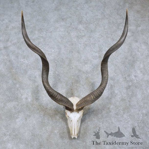 Greater Kudu Skull Horn European Mount For Sale #15764 @ The Taxidermy Store