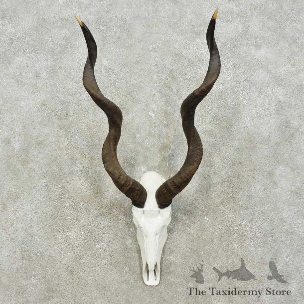 Kudu Skull & Horns European Mount For Sale #15826 @ The Taxidermy Store