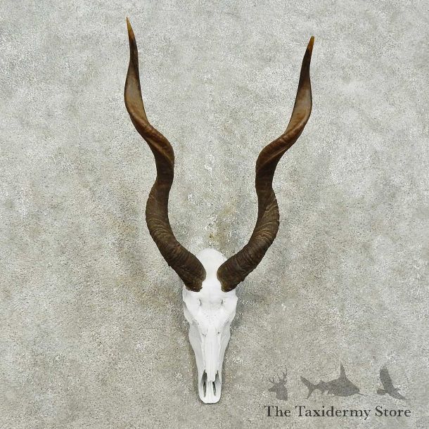 Kudu Skull & Horns European Mount For Sale #15827 @ The Taxidermy Store