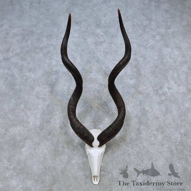 Kudu Skull European Mount For Sale #14503 @ The Taxidermy Store