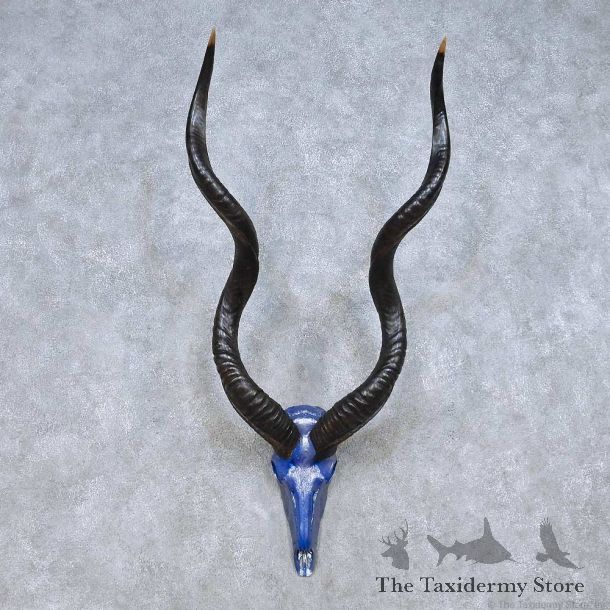 Kudu Painted Skull Horn Taxidermy Mount For Sale #13998 @ The Taxidermy Store