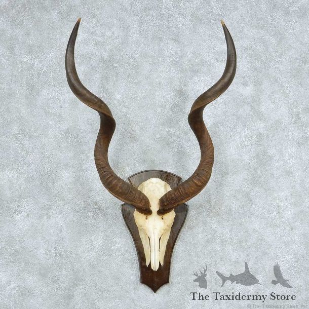 Kudu Skull & Horn European Mount #13748 For Sale @ The Taxidermy Store