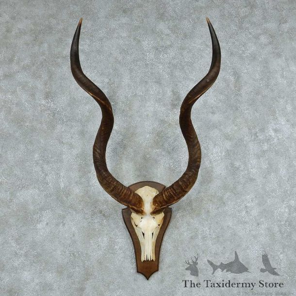 Kudu Skull & Horn European Mount #13749 For Sale @ The Taxidermy Store