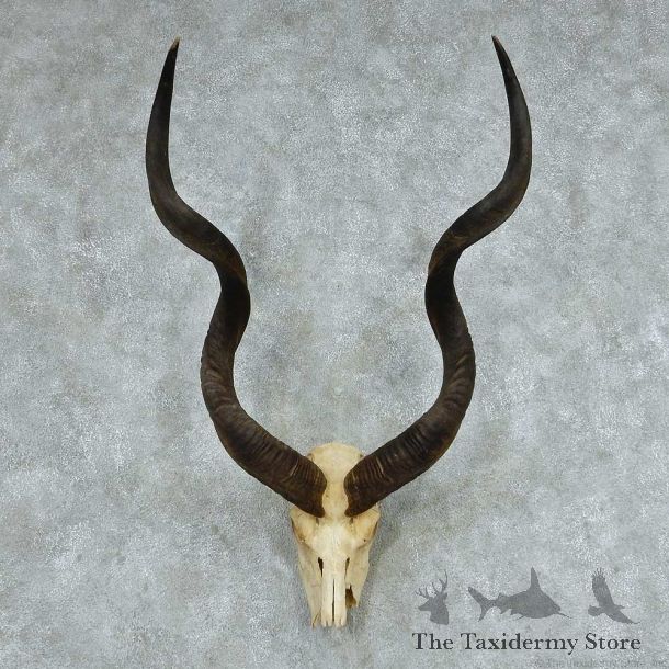 Kudu Skull & Horn European Mount #13750 For Sale @ The Taxidermy Store