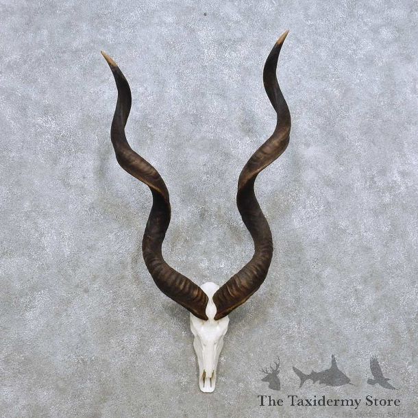 Whitetail Deer Antler Mount For Sale #14303 @ The Taxidermy Store