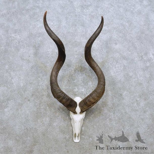 Whitetail Deer Antler Mount For Sale #14304 @ The Taxidermy Store