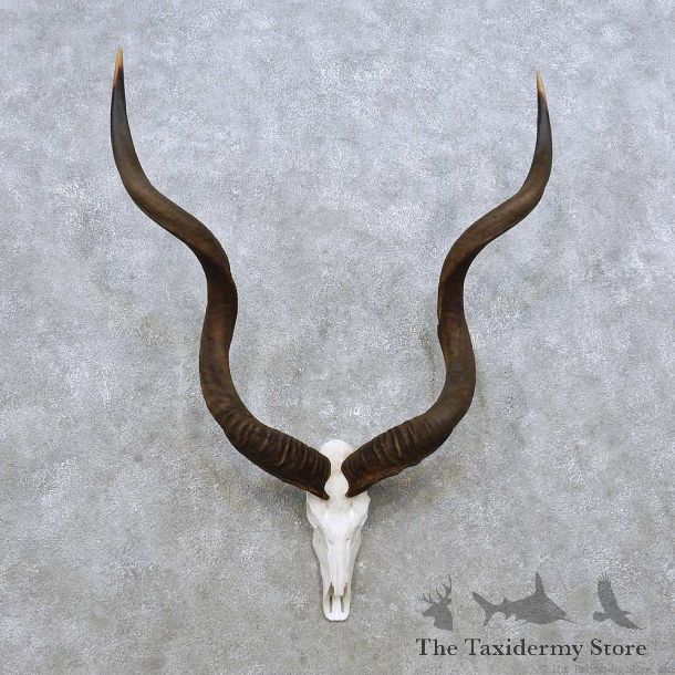 Whitetail Deer Antler Mount For Sale #14305 @ The Taxidermy Store