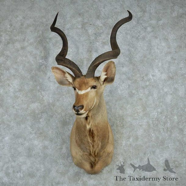 African Greater Kudu Shoulder Mount #13603 For Sale @ The Taxidermy Store