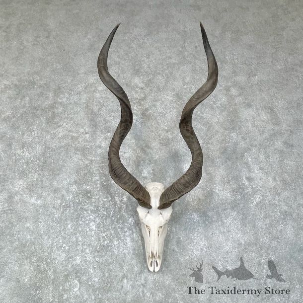 Greater Kudu Skull European Mount For Sale #25631 @ The Taxidermy Store