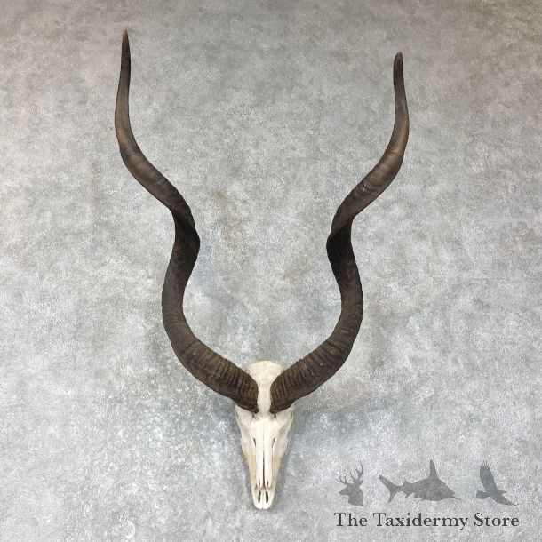 Greater Kudu Skull European Mount For Sale #25640 @ The Taxidermy Store