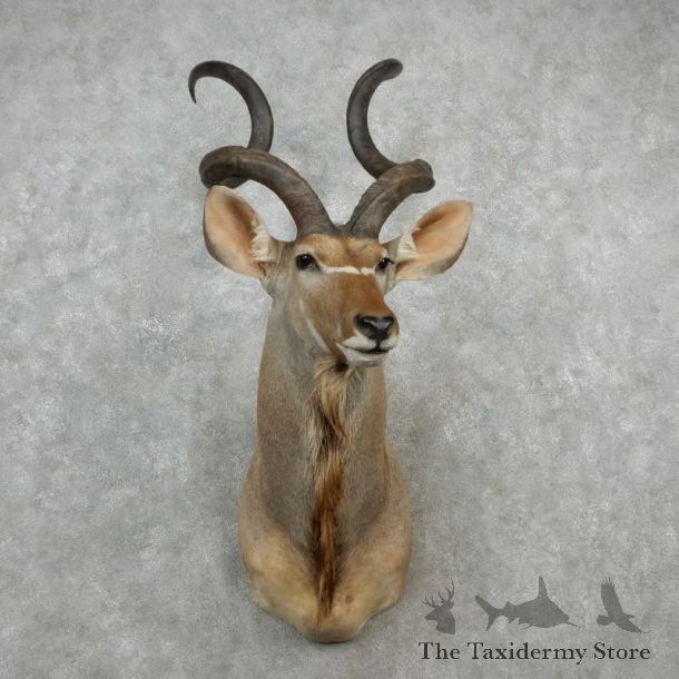 Greater Kudu Shoulder Mount For Sale #17244 @ The Taxidermy Store