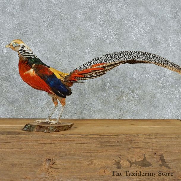 Standing Lady Amherst Pheasant Taxidermy #13061 For Sale @ The Taxidermy Store
