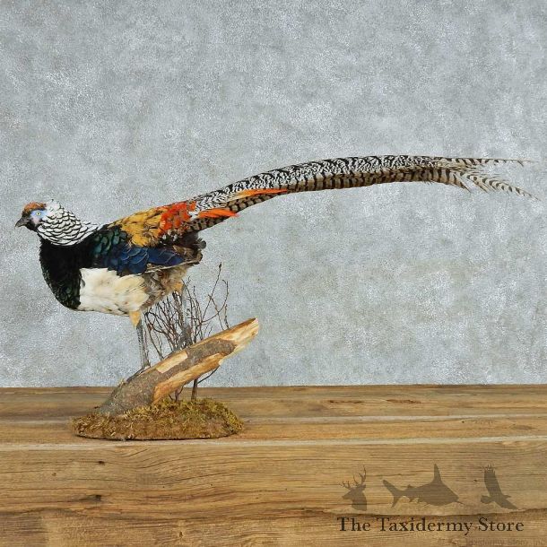 Standing Lady Amherst Pheasant Life Size Mount #13528 For Sale @ The Taxidermy Store