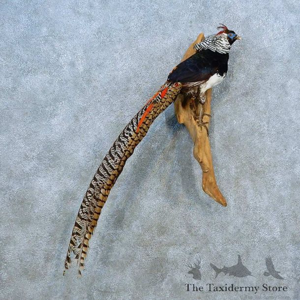 Lady Amherst Pheasant Bird Mount For Sale #15529 @ The Taxidermy Store