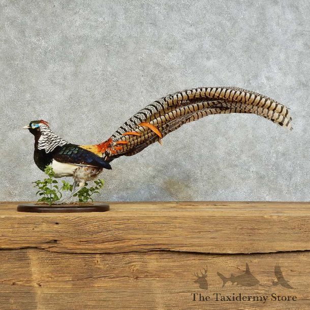 Lady Amherst Pheasant Bird Mount For Sale #16122 @ The Taxidermy Store