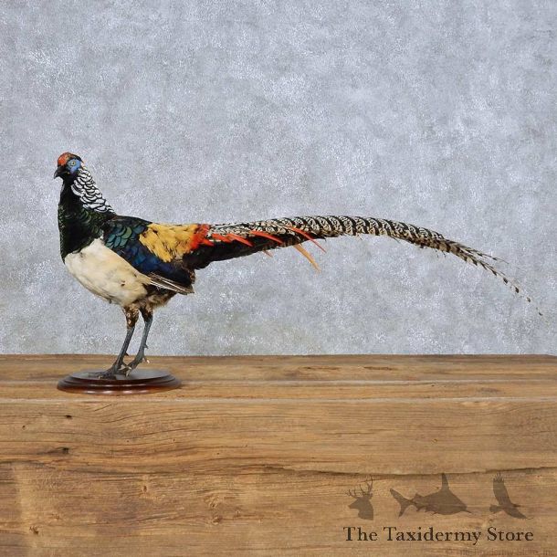 Standing Lady Amherst Pheasant Mount For Sale #14151 @ The Taxidermy Store