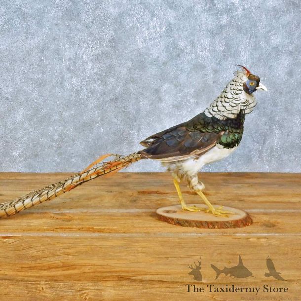 Lady Amherst Pheasant Bird Mount For Sale #15414 @ The Taxidermy Store