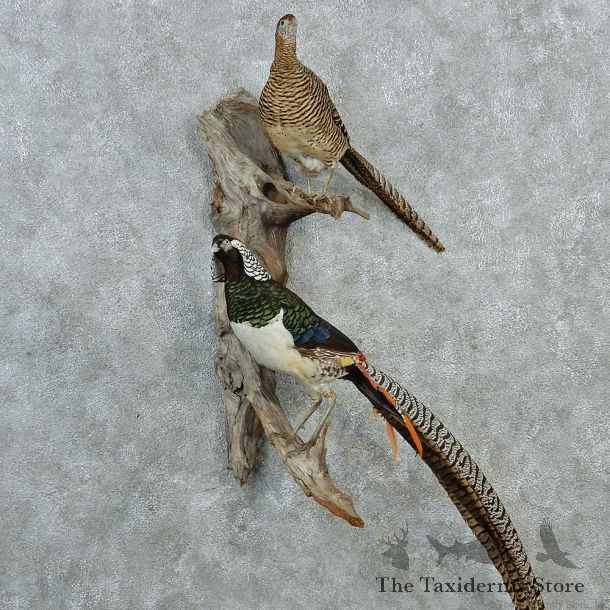 Lady Amherst Pheasant Pair Life Size Taxidermy Mount M1 #12812 For Sale @ The Taxidermy Store