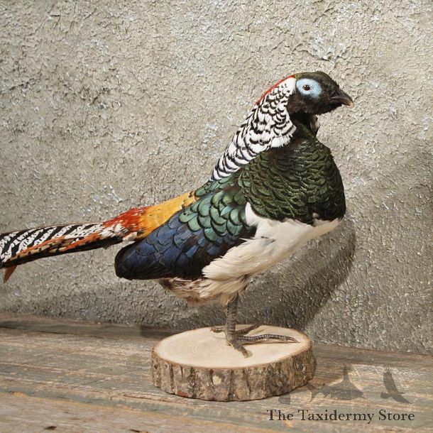 Lady Amherst Pheasant Mount #10884 - For Sale - The Taxidermy Store
