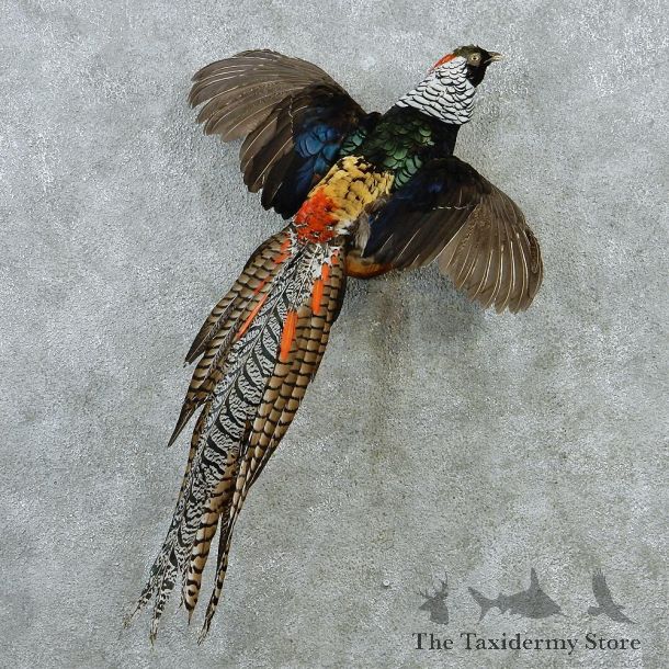 Lady Amherst Pheasant Taxidermy Mount #12863 For Sale @ The Taxidermy Store