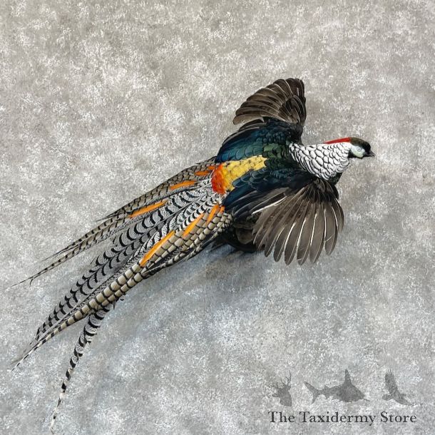 Lady Amherst Pheasant Taxidermy For Sale #27329 @ The Taxidermy Store