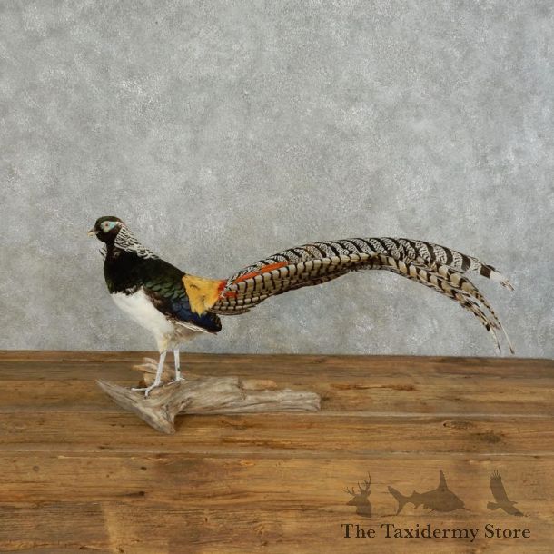 Lady Amherst Pheasant Mount For Sale #17573 @ The Taxidermy Store