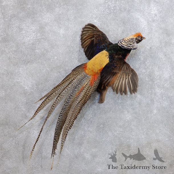 Flying Lady Amherst Golden Pheasant Taxidermy #18654 For Sale @ The Taxidermy Store