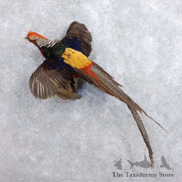Flying Lady Amherst Golden Pheasant Taxidermy #18656 For Sale @ The Taxidermy Store