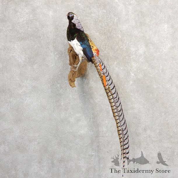 Lady Amherst Pheasant Taxidermy #20794 For Sale @ The Taxidermy Store