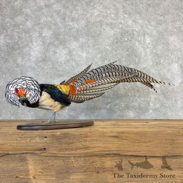 Lady Amherst Pheasant Taxidermy #21637 For Sale @ The Taxidermy Store