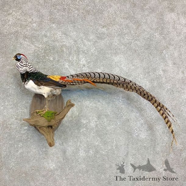 Lady Amherst Pheasant Taxidermy #21870 For Sale @ The Taxidermy Store
