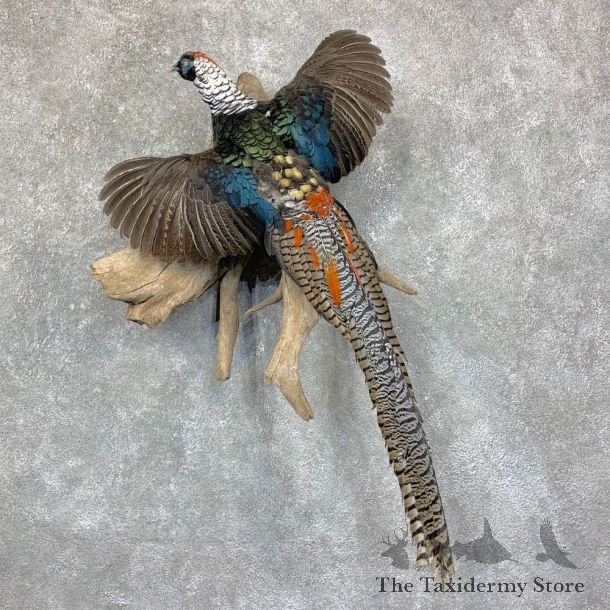 Lady Amherst Pheasant Taxidermy #22764 For Sale @ The Taxidermy Store