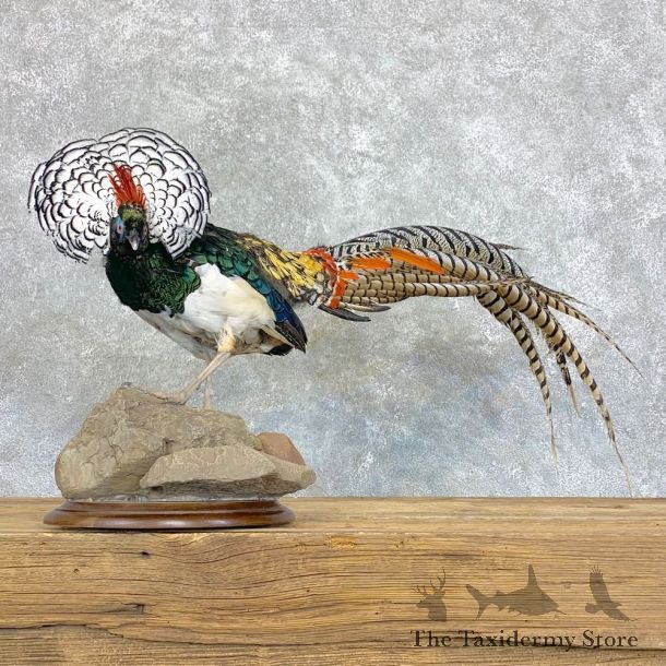 Lady Amherst Pheasant Taxidermy #22907 For Sale @ The Taxidermy Store