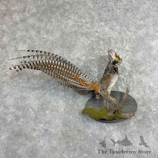 Lady Amherst Pheasant Taxidermy #26006 For Sale @ The Taxidermy Store