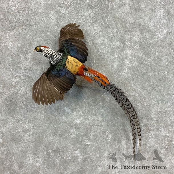 Lady Amherst Pheasant Taxidermy Mount #23401 For Sale @ The Taxidermy Store