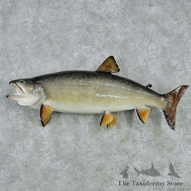 Lake Trout Fish Mount M1 #12835 For Sale @ The Taxidermy Store