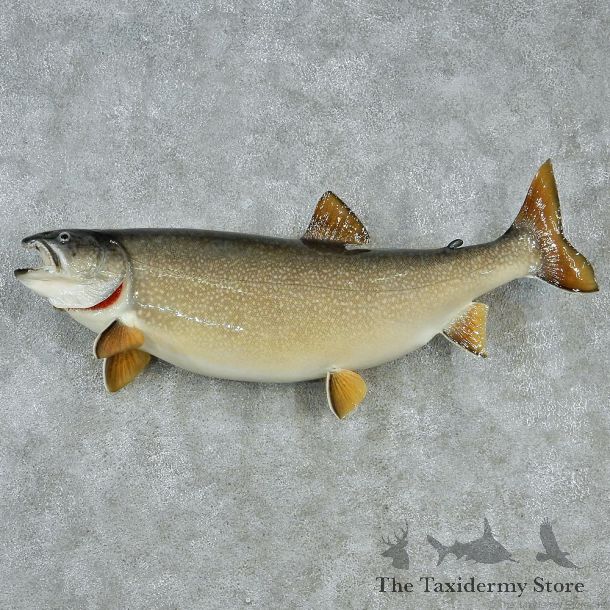 Lake Trout Fish Mount M1 #12836 For Sale @ The Taxidermy Store