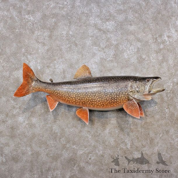 Lake Trout Taxidermy Fish Mount #12279 For Sale @ The Taxidermy Store