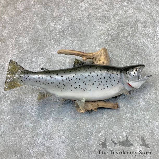 Lake Phase Brown Trout Fish Mount For Sale #22497 @ The Taxidermy Store