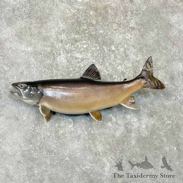Lake Trout Fish Mount For Sale #27234 @ The Taxidermy Store