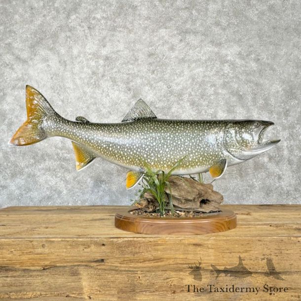 Lake Trout Freshwater Fish Mount For Sale #22324 @ The Taxidermy Store