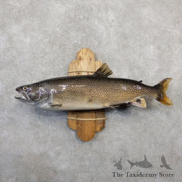 Lake Trout Freshwater Fish Mount For Sale #20054 @ The Taxidermy Store