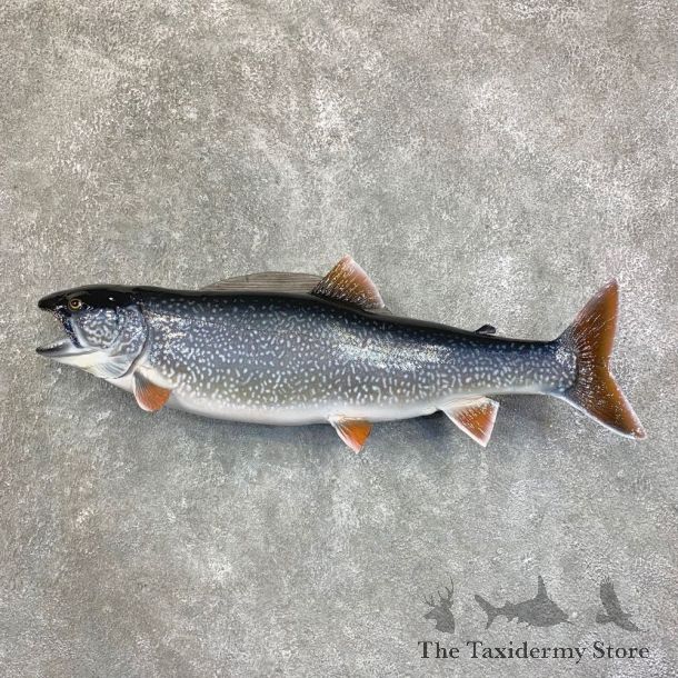 Lake Trout Freshwater Fish Mount For Sale #21813 @ The Taxidermy Store